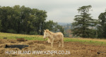 Howick Fairfell Farm - paddocks (5)