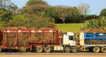 Sezela Sugar Mill - Cane trucks (2)