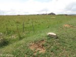 Fort-Marshall-off-R68-at-s28-22-24-e-30-53-49-600-metres-down-gravel-road-on-right-s-28-22-39-e-30-51-02-elev-1156m-15
