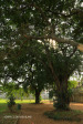 Isipingo - Dick Kings House - S 29.58.681 E 30.55 (4)