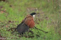 Ithala Game Reserve 427
