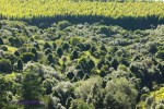 Ixopo Buddhist Retreat -  Indigenous (mainly yellowood) forest (1)