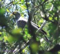 Ixopo Buddhist Retreat -  Rock Pigeon on trail