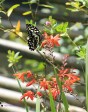 Ixopo Buddhist Retreat - butterflies (2)