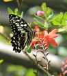 Ixopo Buddhist Retreat - butterflies (3)