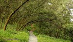 Ixopo Buddhist Retreat - forest walk (2)