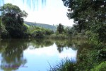 Ixopo Buddhist Retreat - forest walk (4)