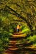 Ixopo Buddhist Retreat - forest walk