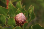 Ixopo Buddhist Retreat - forest protea