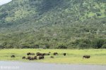 Josini Dam Elephant at water  (2)