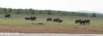 Josini Dam Elephant at water  (4)