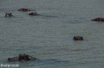 josini hippo pod (6)