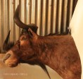 Kamberg - Cleopatra Mountain Lodge - memorabilia - Black Wildebeeste