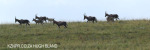 Glengarry Holiday Farm Blesbok