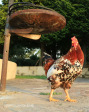 Glengarry Holiday Farm pets (2)