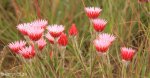Kamberg - Everlasting flowers  (1)