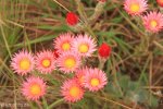 Kamberg - Everlasting flowers  (3)