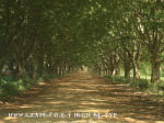 Kamberg Farm Road (1)