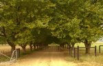 Kamberg - Row of Plane  trees - Farm entrance