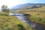 Kamberg - Trout hatcheries stream (3)