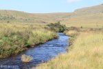 Kamberg - Trout hatcheries stream (4)