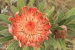 Kamberg nature Reserve - King Proteas (1)