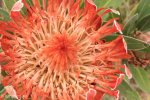 Kamberg nature Reserve - King Proteas (5)