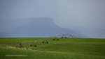 Kamberg-valley-cetre-pivot2