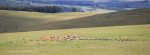 Kamberg-vulture-feeding-site-1