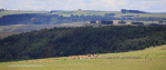 Kamberg-vulture-feeding-site-2