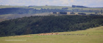 Kamberg-vulture-feeding-site-3