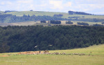 Kamberg-vulture-feeding-site-4