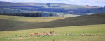 Kamberg-vulture-feeding-site-6