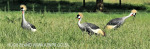 Karkloof Conservancy Crowned Crane (1)