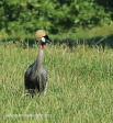 Karkloof Conservancy Crowned Crane (2)