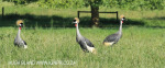 Karkloof Conservancy Crowned Crane (3)
