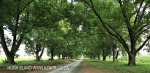 Karkloof Conservancy avenue of trees (5)