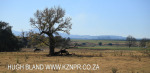 Shafton Grange paddock)