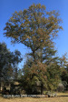 Shafton Grange trees