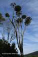 Shawswood gumtrees (1)