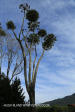 Shawswood gumtrees (2)