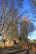 Kearsney College -  Entrance Plane trees