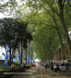 Kearsney College Rugby tournament (3)