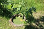 Kearsney Estate - Old Tea estate wells (1)