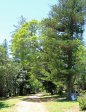 Kirkleyvale (15)