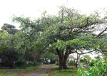 Winklespruit Caravan Park - Illovo river - S 30d 06.346 E 30d 51 (4)