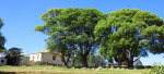 Ahrens - Back of trading stores & residences (3)