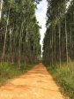kwambonambe-forestry-1