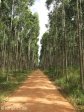 kwambonambe-forestry-2