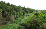 Verulam - Umhloti River -  (19)